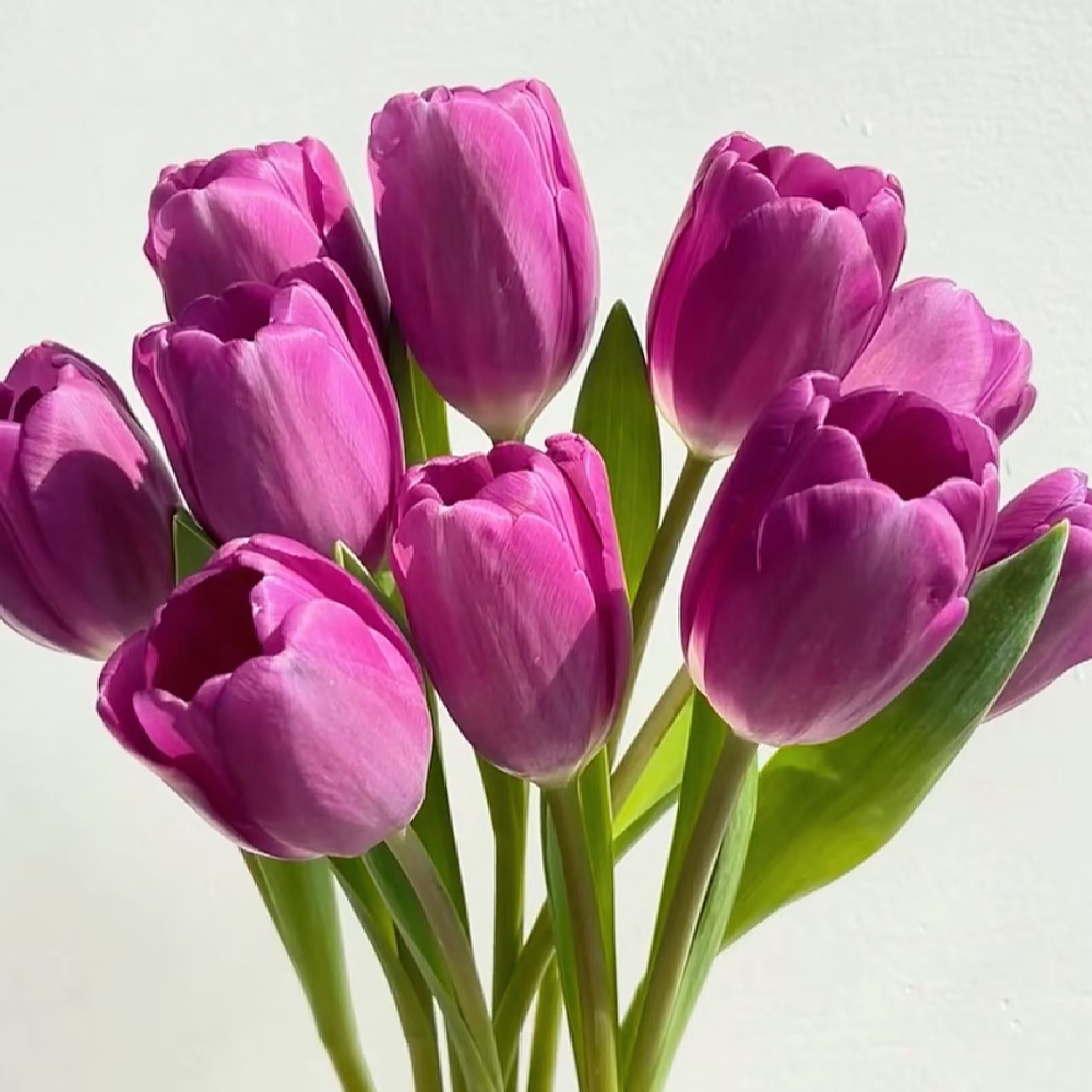 （乌梅子酱）紫色郁金香 居家鲜花东北鲜花原产地直采直发 顺丰包邮