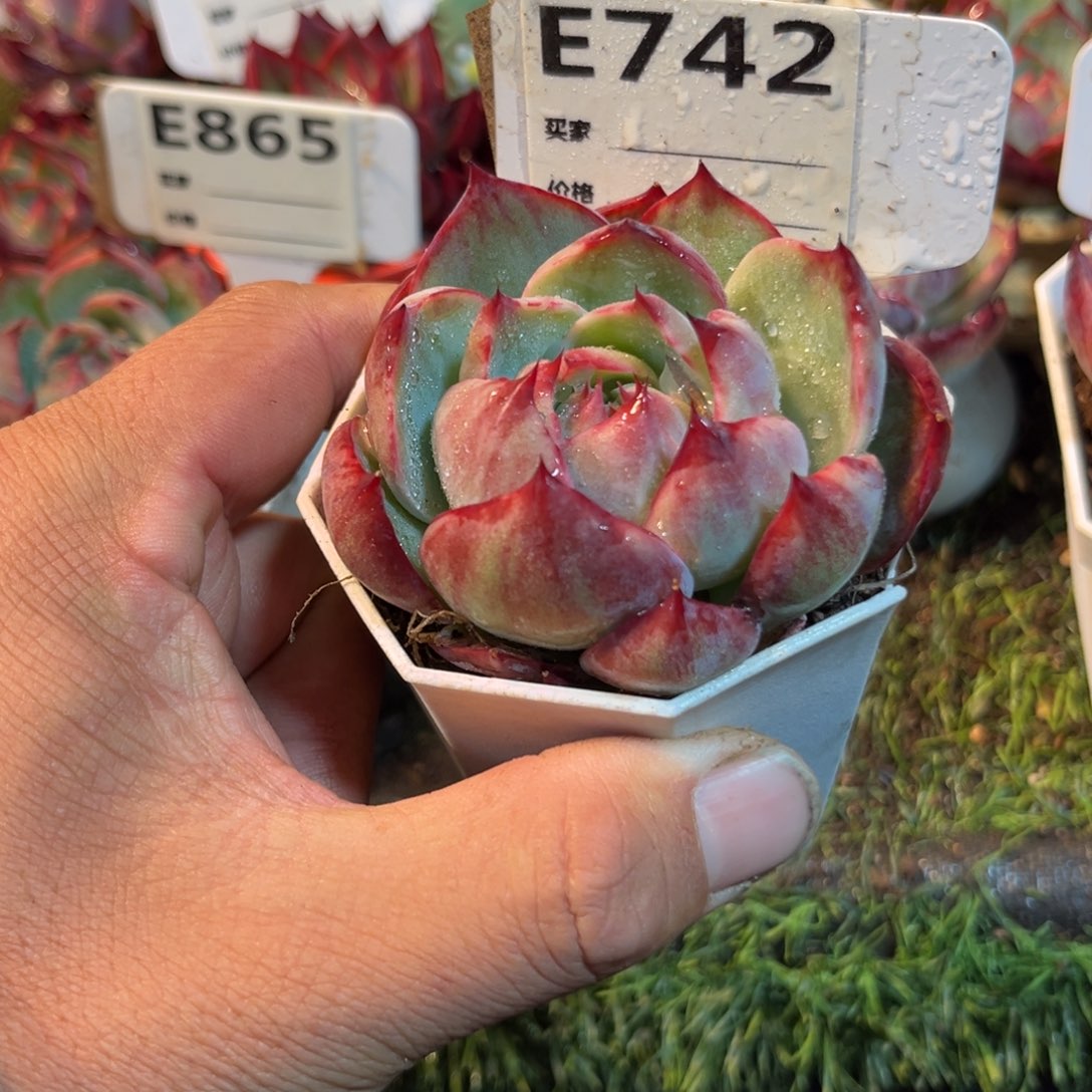 惊鸿一瞥742号多肉植物