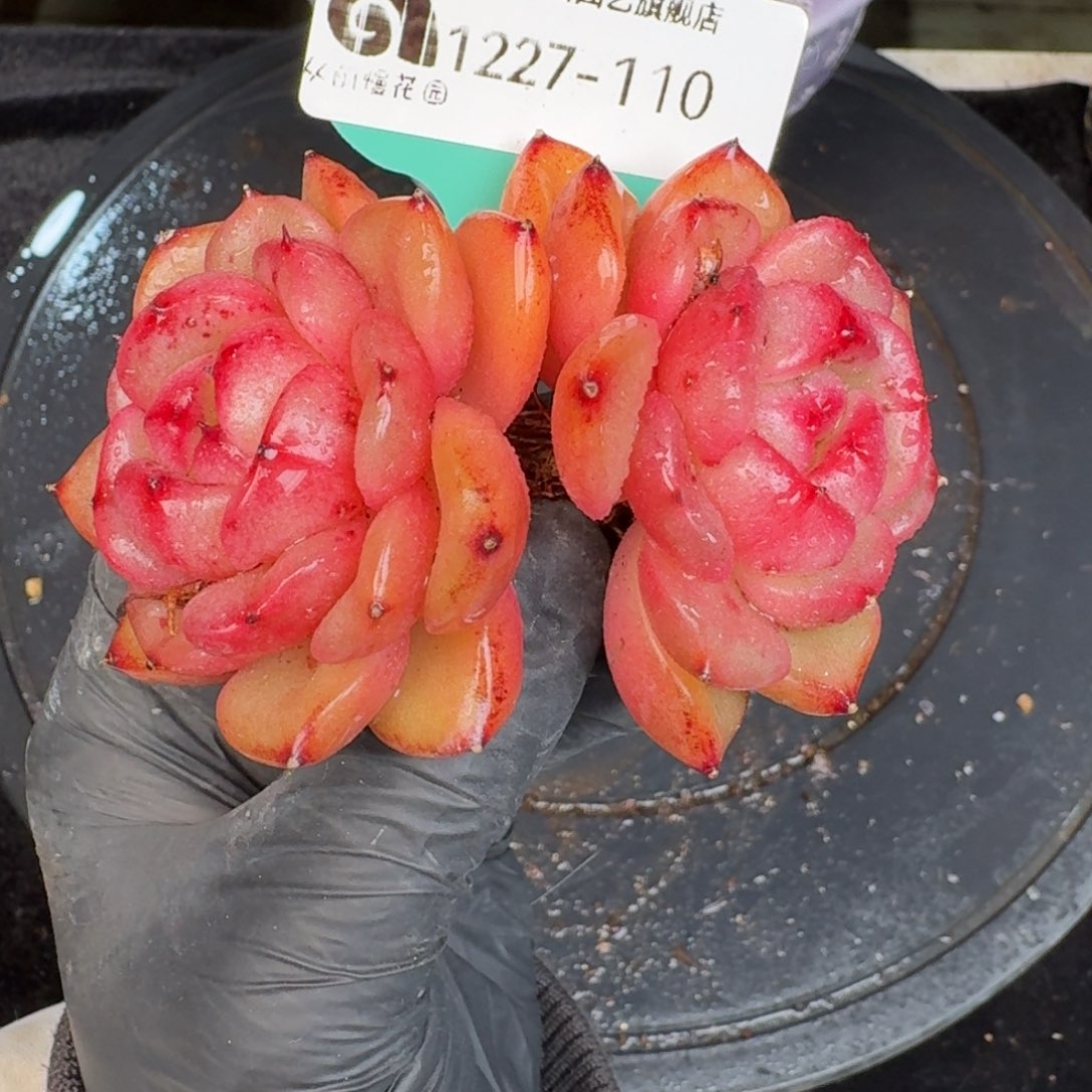 从前慢多肉精选编号1227.110