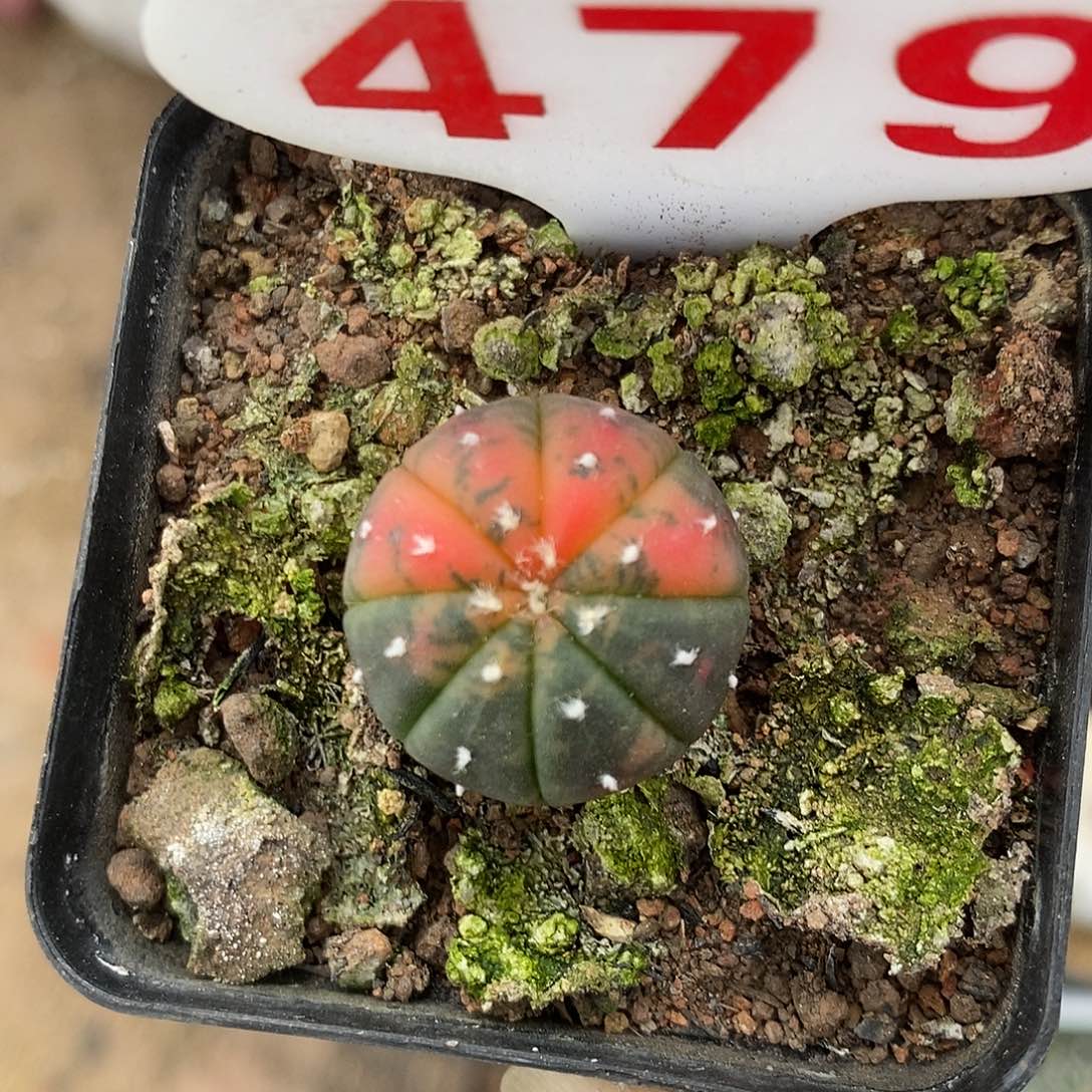 479恩我哦哦莫好可爱