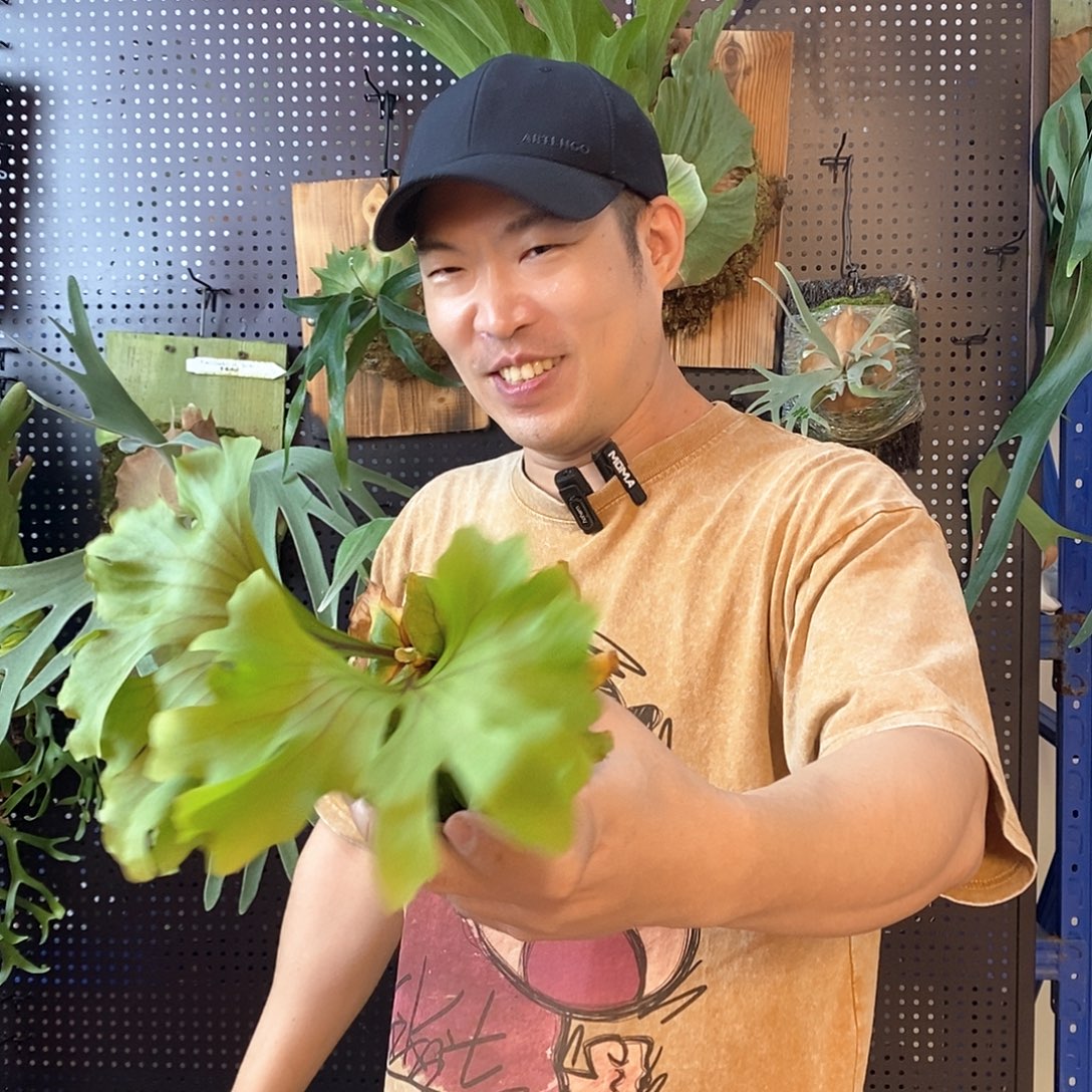 无花朵108美猴王鹿角蕨