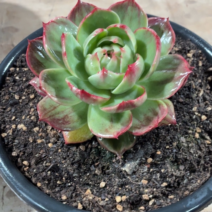 ****妹多肉植物惊鸿仙子