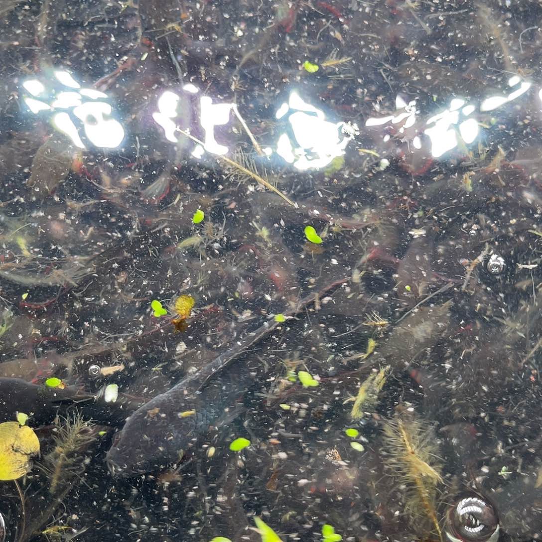 雷龙鱼酒红第三期的