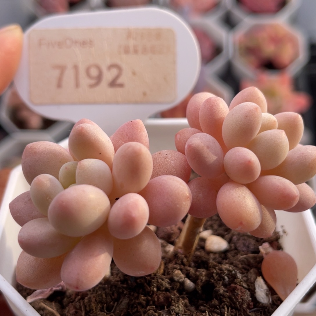 洛可可7192-5.5厘米