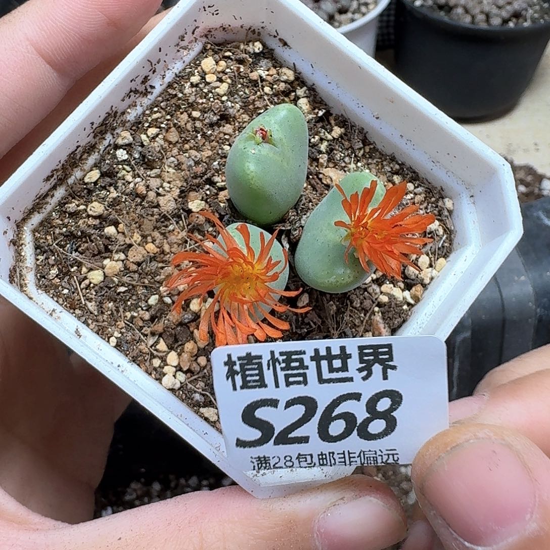 多肉植物的润泽fgg
