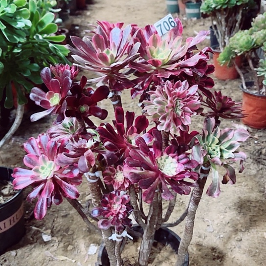 706嫁接老桩法师