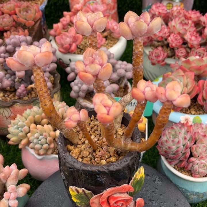 美人手指，一物一拍