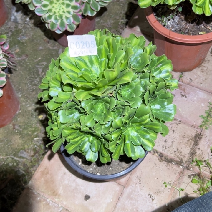 205翡翠琉璃多肉植物