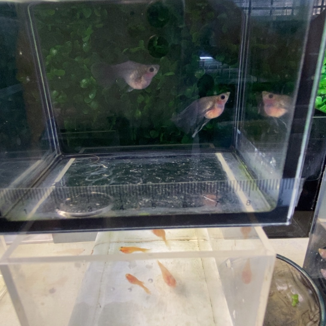 孔雀鱼球体母两条