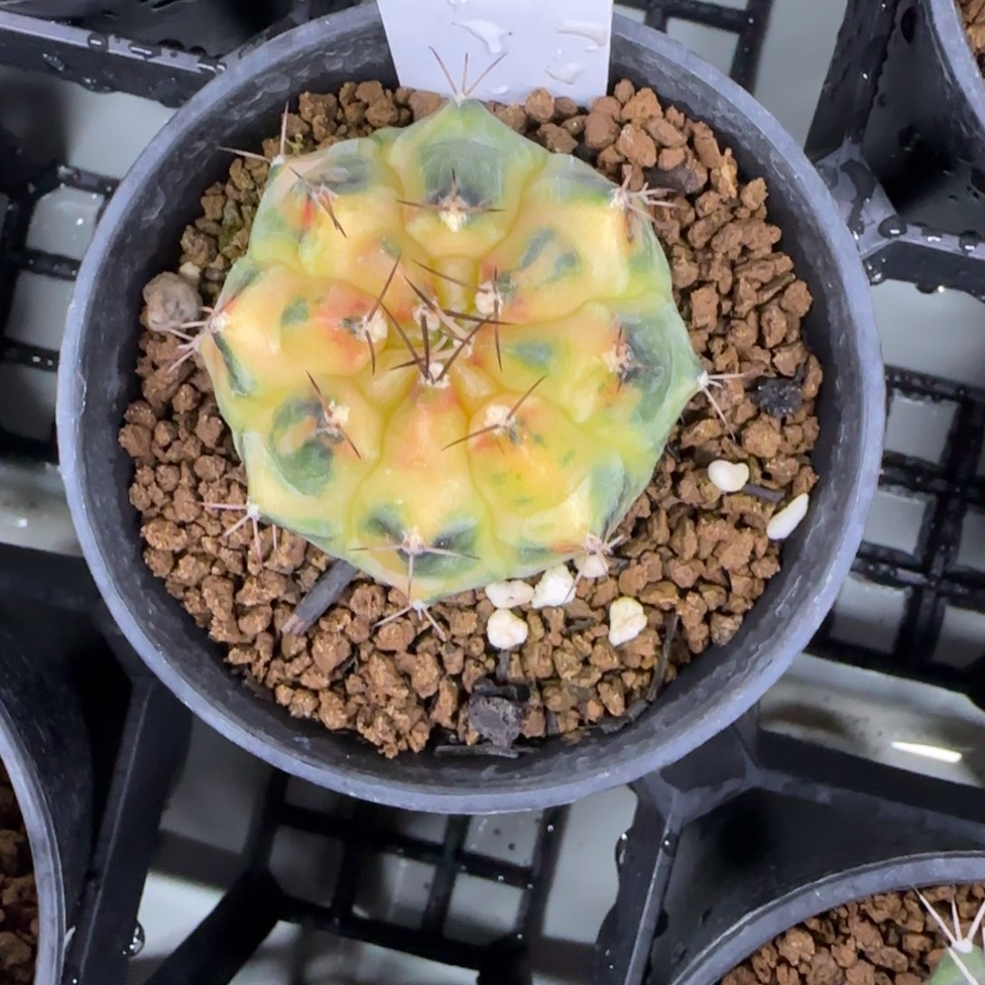 189-0212深海脱土发多肉