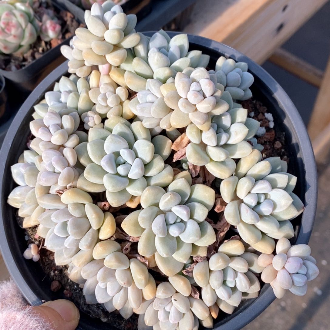 精品多肉一物一拍35