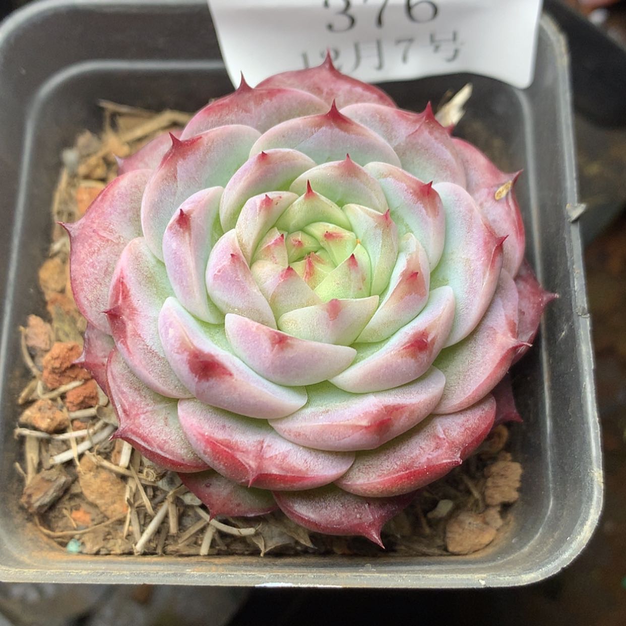 【闪购商品】云376号