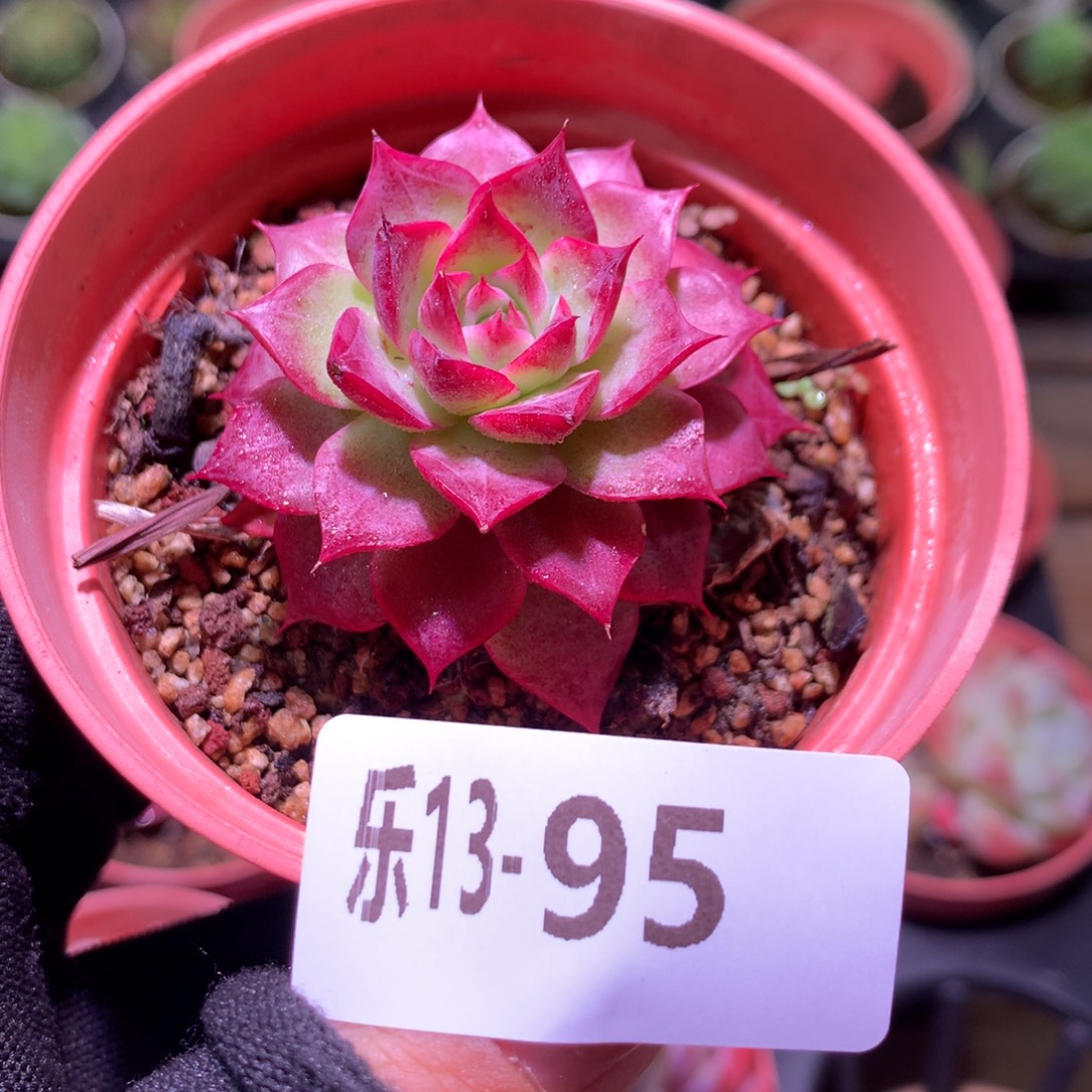 乐然13-95 小海螺 