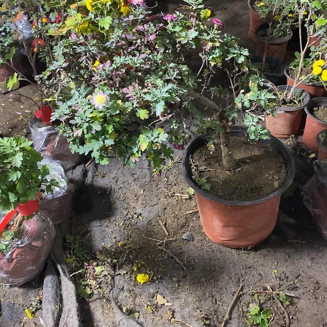 半***欢完全开放菊花菊花