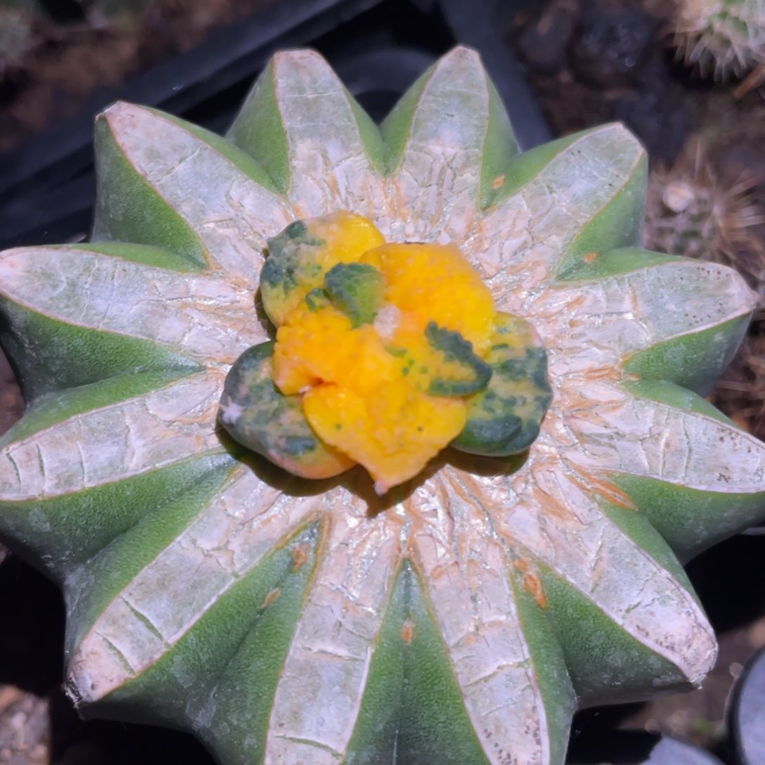 散斑菜花牡丹锦 仙人球