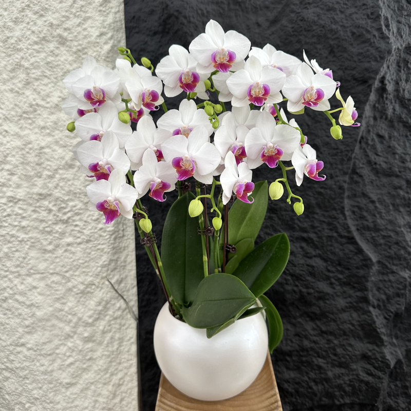 Petal8优选【小魔仙】 蝴蝶兰花花盆摆设客厅摆设种植基地发货