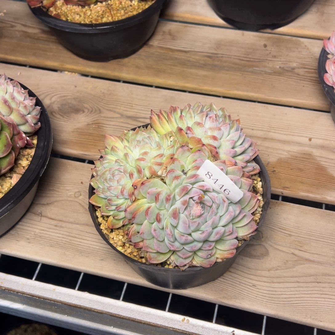 平**士8446肉多哦多哦哟多哦肉