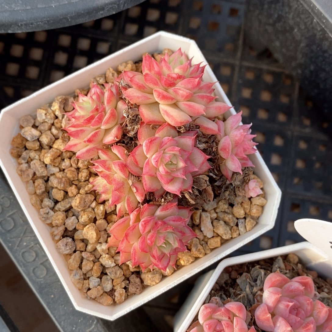 精品多肉一物一拍不包整158