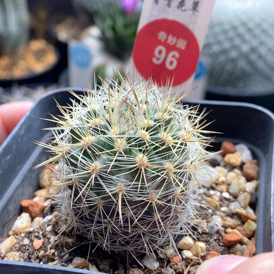 实生逆龙丸3.1cm