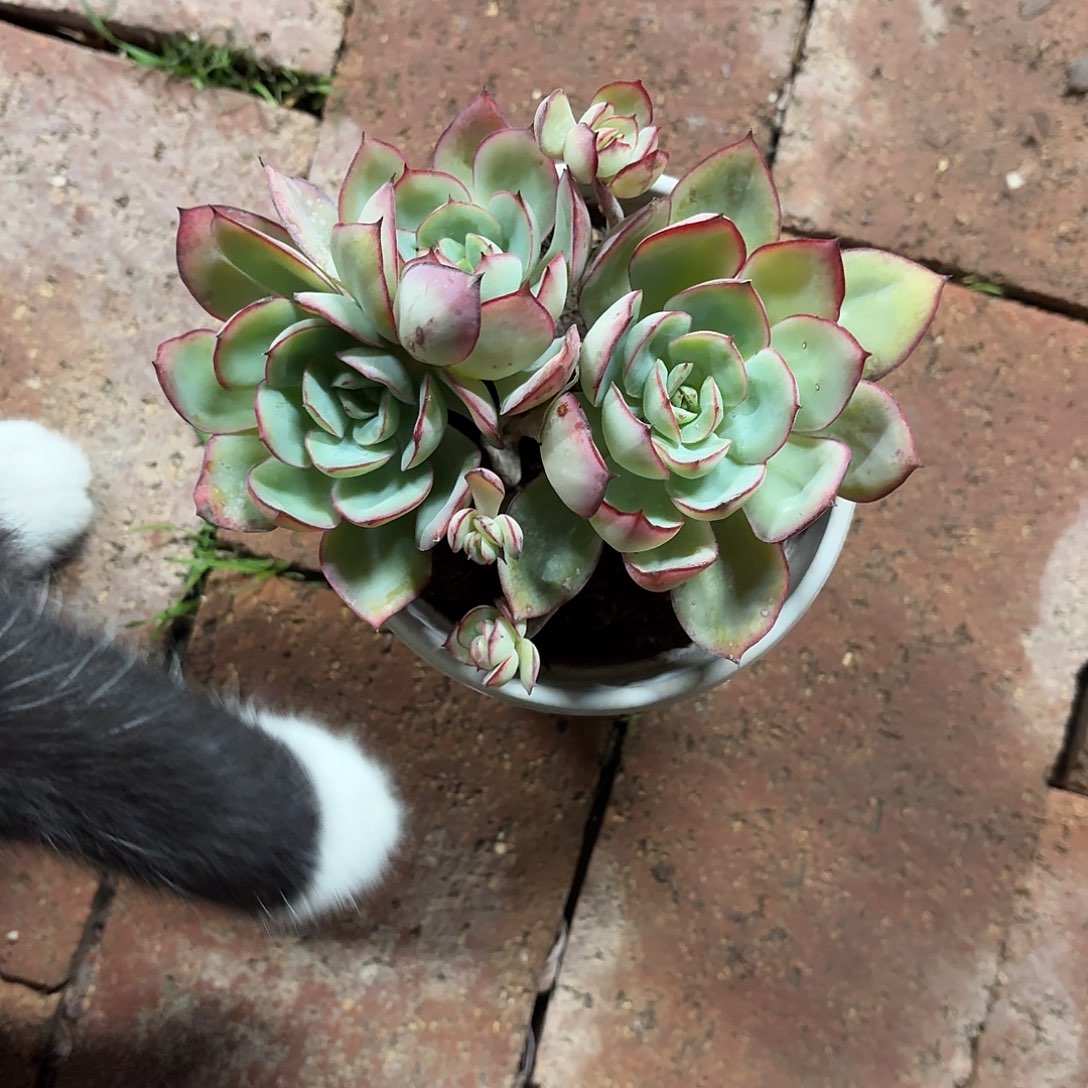 小***8牡丹亭老桩群生12㎝盆