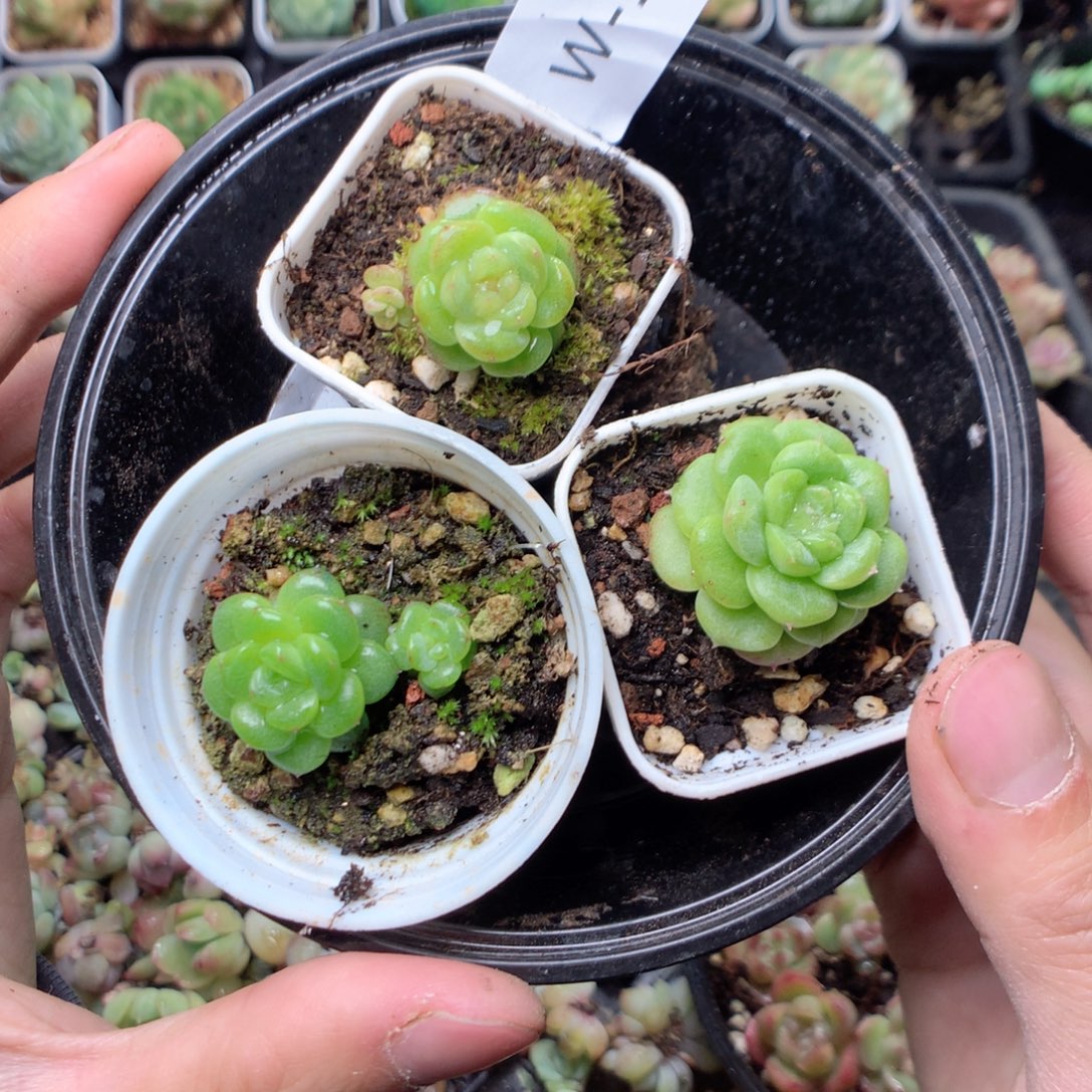 无花朵W1英语英语英语英语