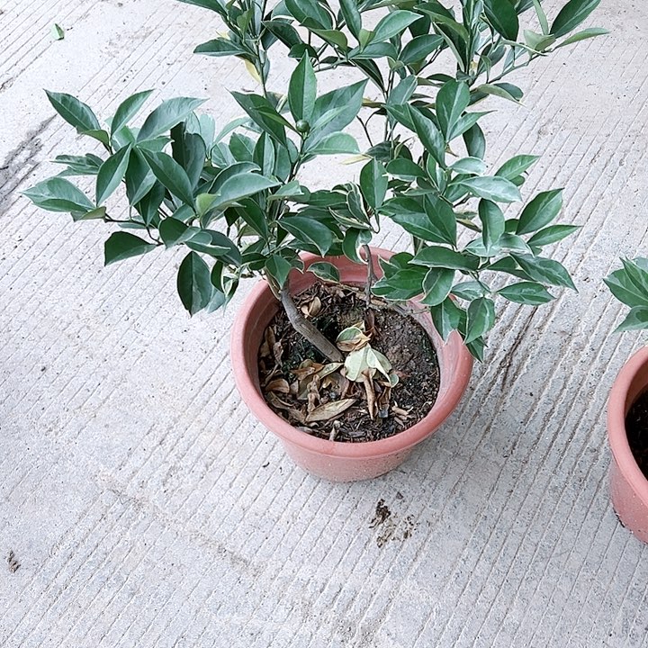 珍珠芭乐逐**蓝134555665566666