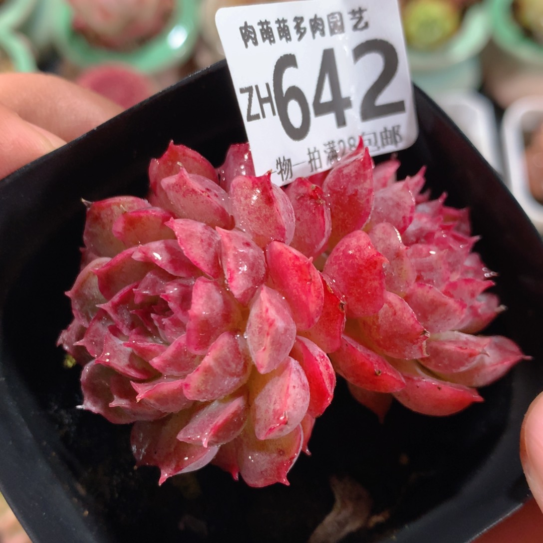 5CM拇指盆精控多肉ZH642