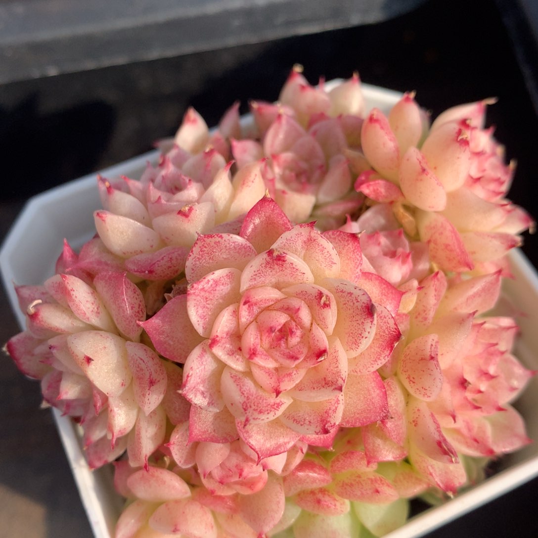 0207-13 灯笼麦杆