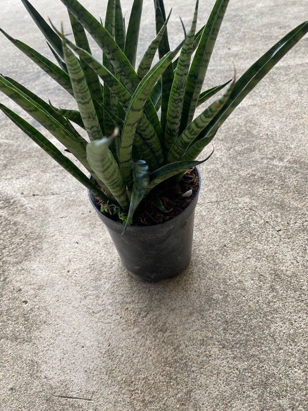 西欧兰虎皮兰吸甲醛耐阴耐旱好养绿植花卉