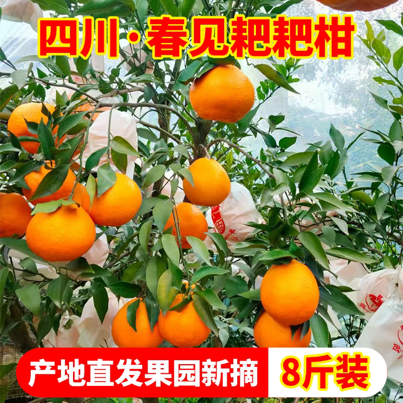 四川耙耙柑不打甜蜜素和腿酸剂放心订购好吃又来光临