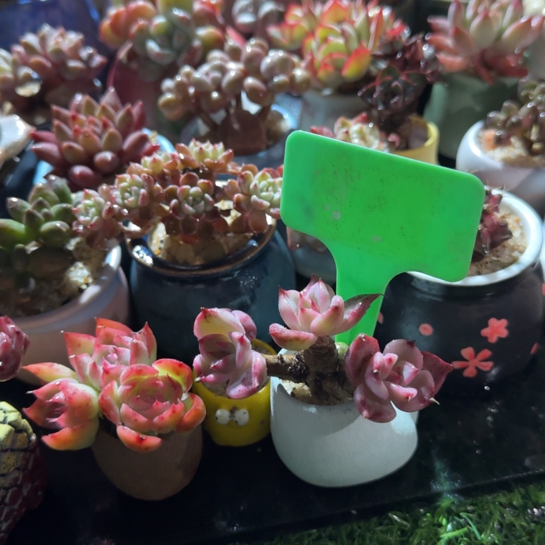 青***儿多肉植物健丝杂饺子变异哇塞