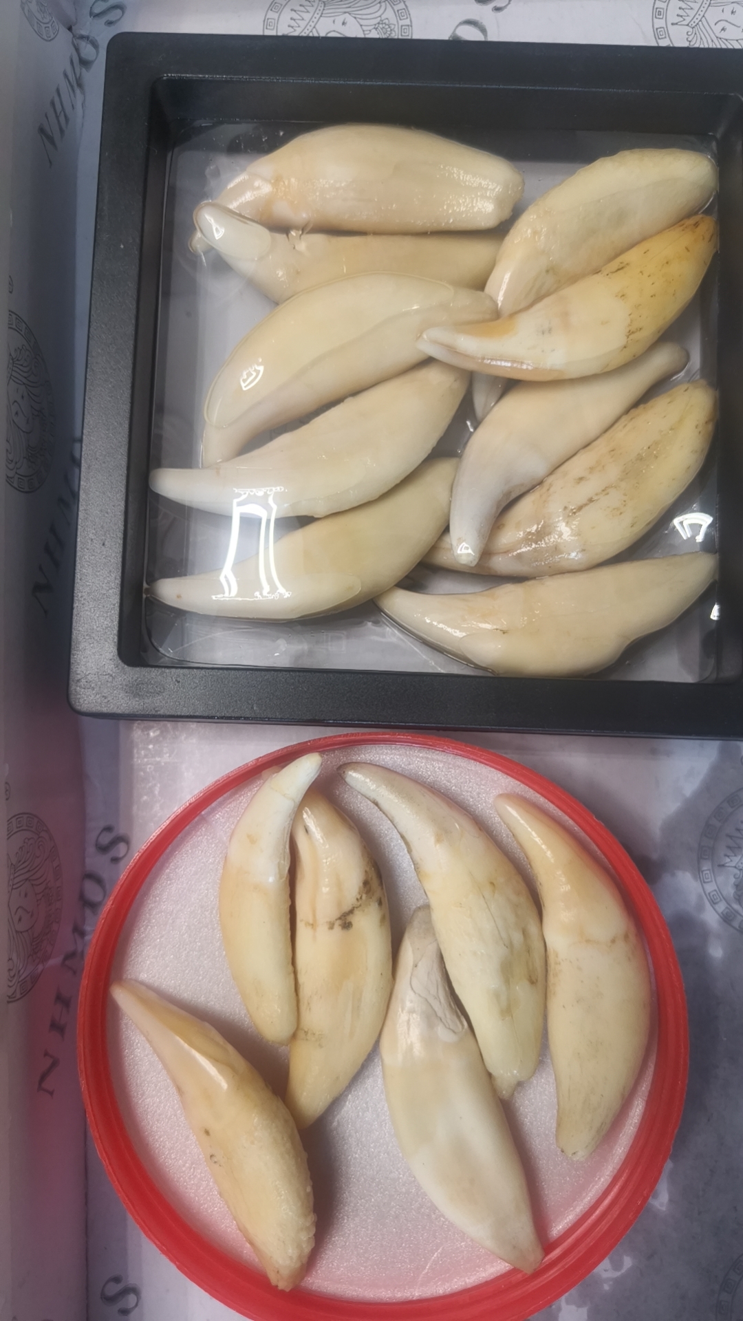 非金属陶瓷吊坠 4.0cm  NO退NO换  看好再拍  项链牙吊坠