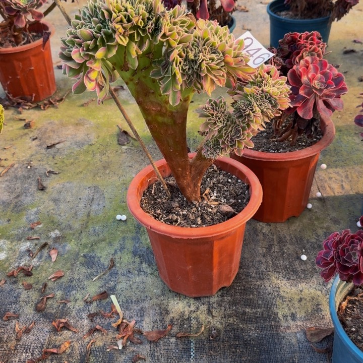 00000000946女郎缀