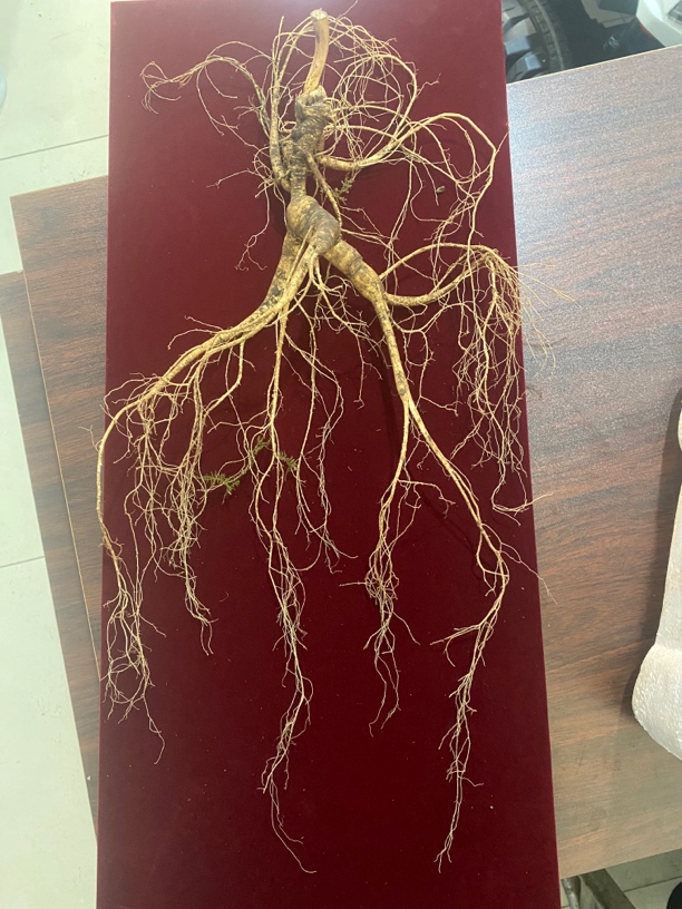 东北长白山林下参改价链接3