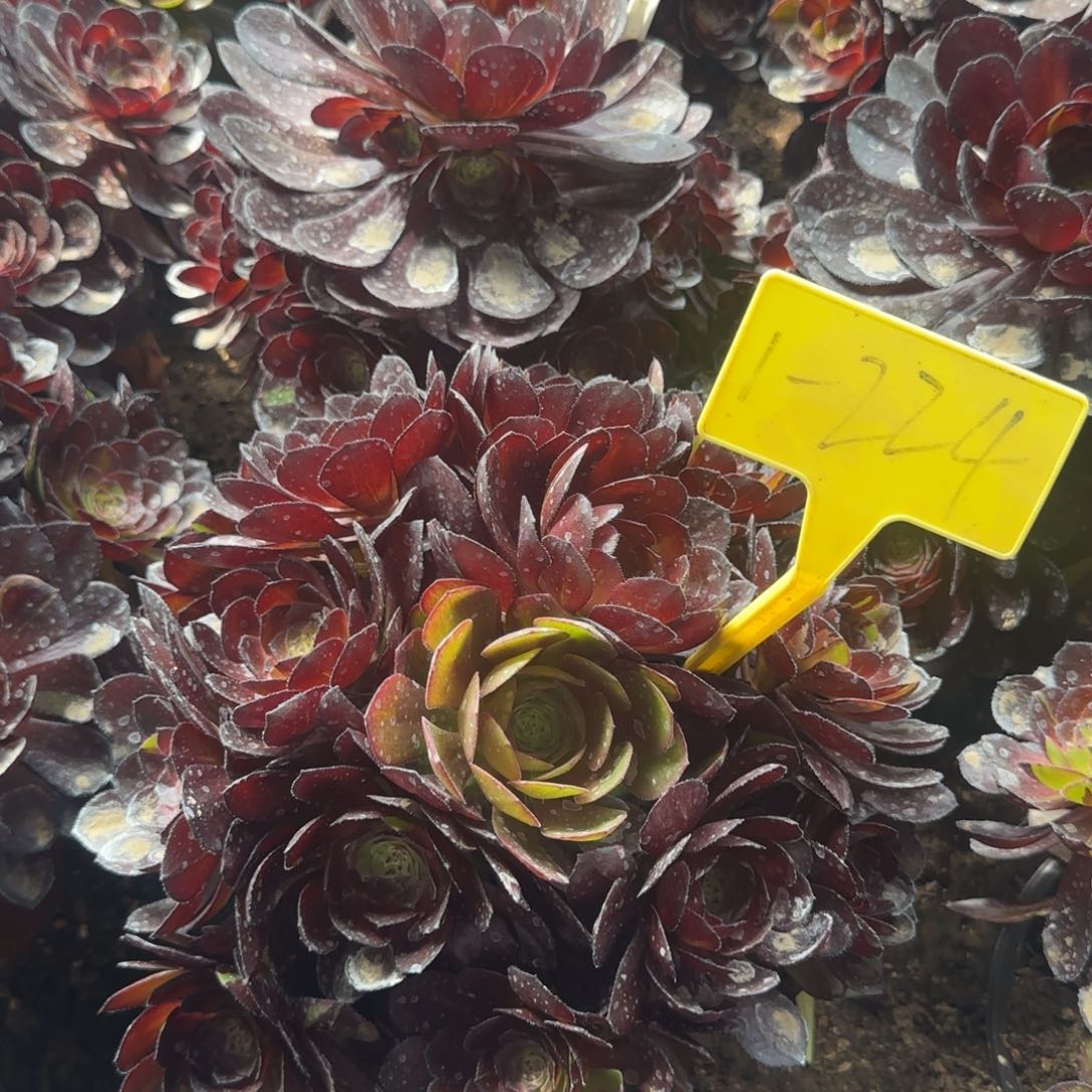 1-224--+黑美人多头