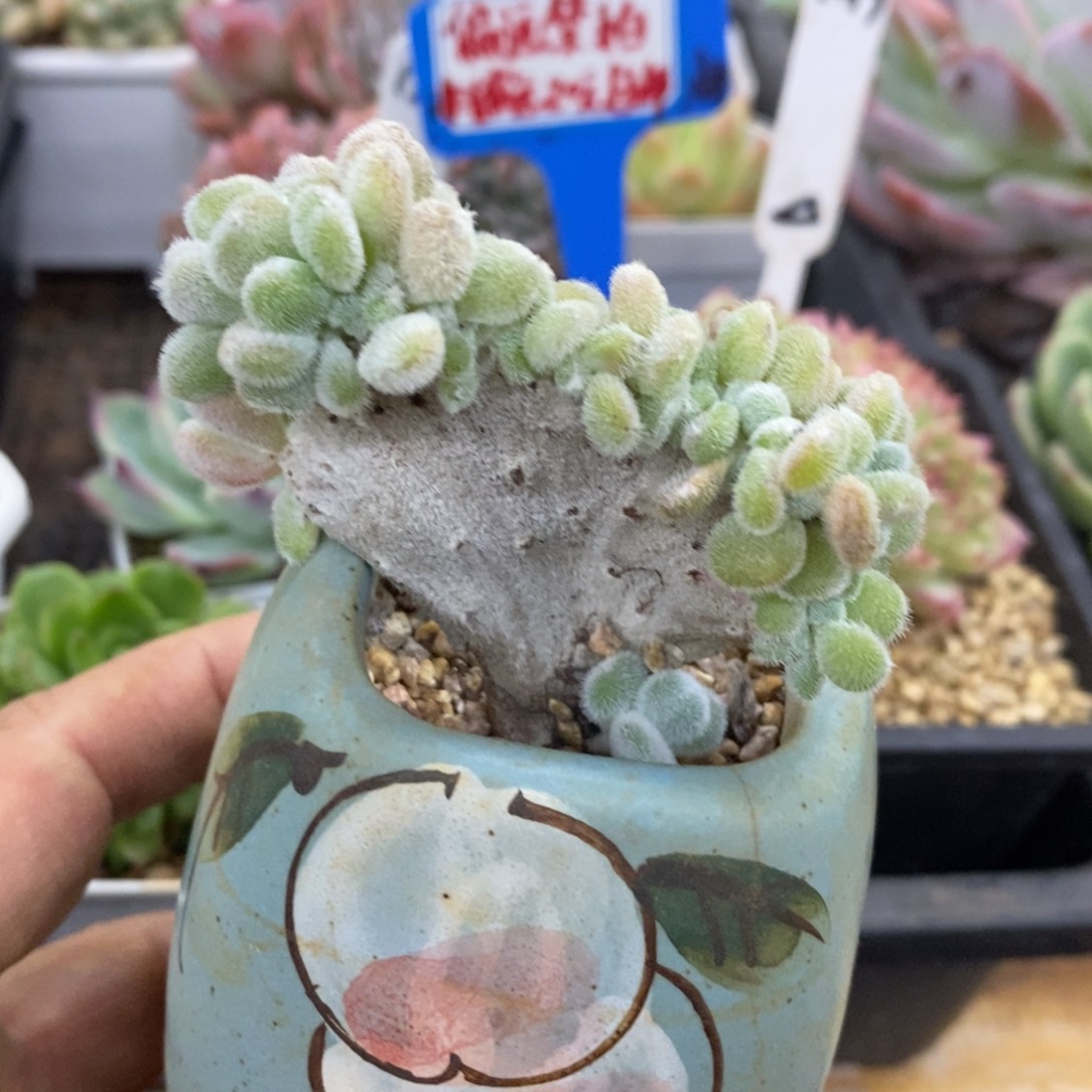 精品多肉一物一拍不包整220