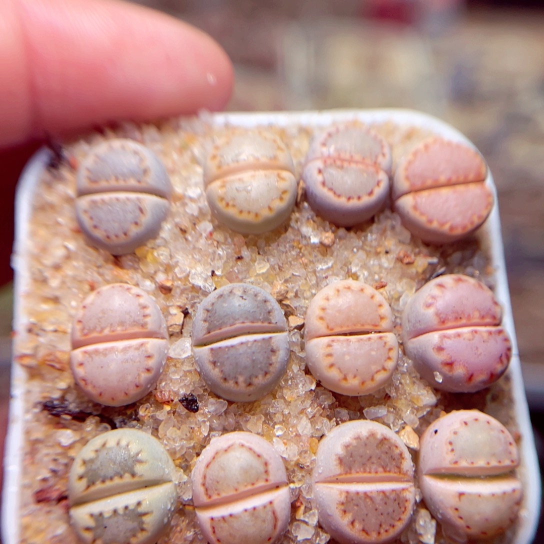 256号带盆盆包邮发货