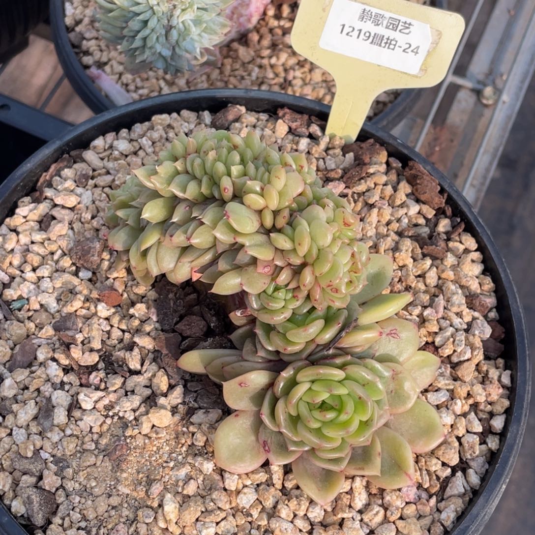 1219-24-太平鸟缀化一颗