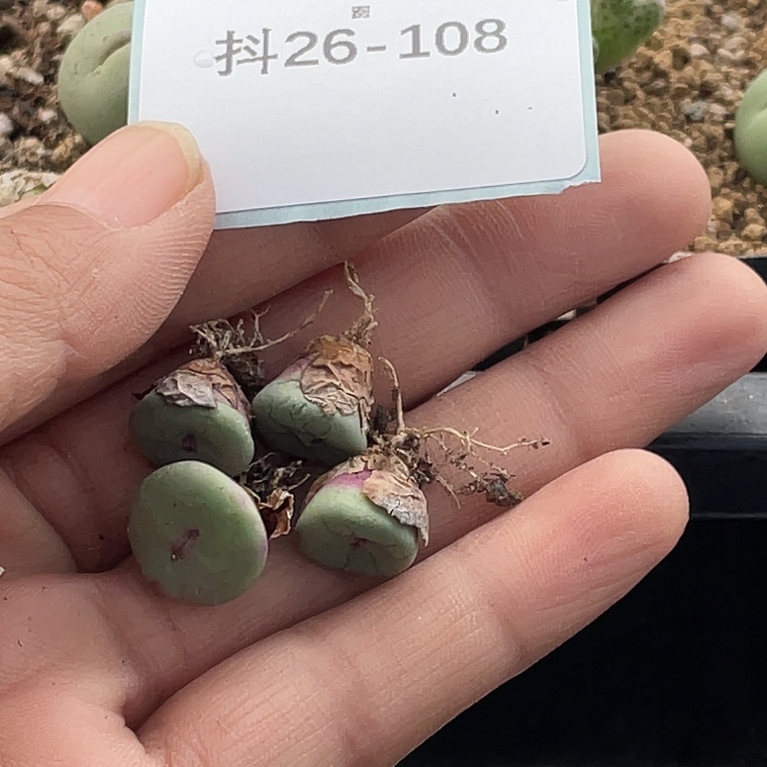 麻***烦26-108肉锥多肉植物