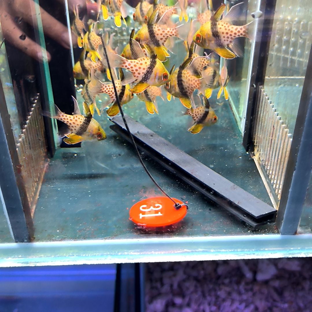 海水鱼红眼玫瑰6-66-31