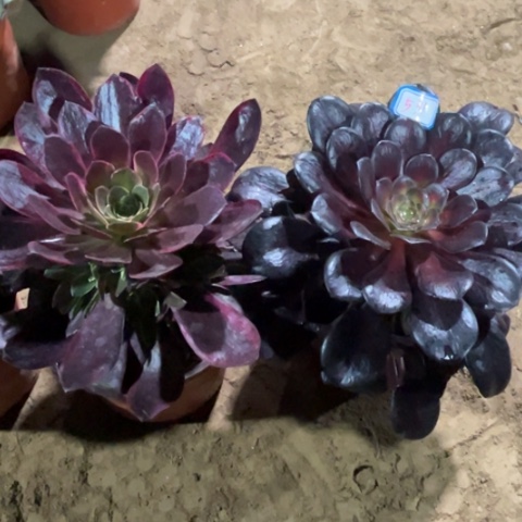 格*?531多肉植物组合