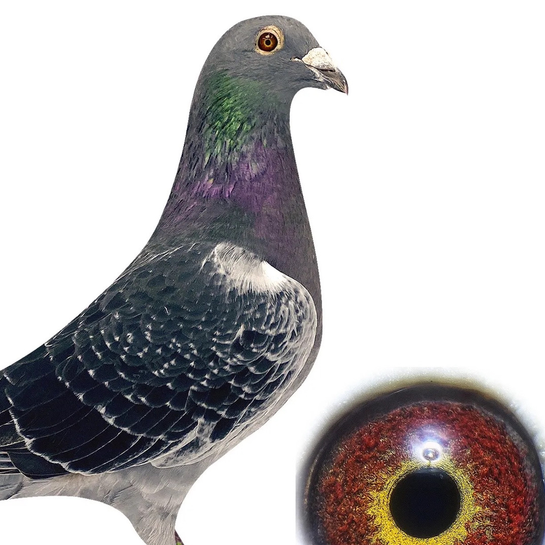 生鲜鸽子肉现宰 活体鸽子 成绩鸽信鸽