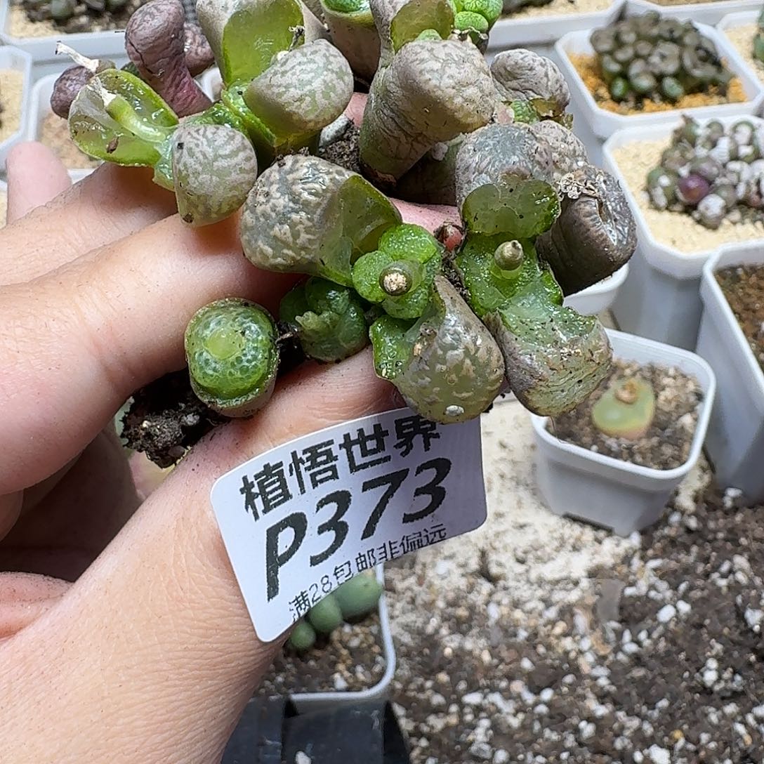 多肉植物的最恶果hnn