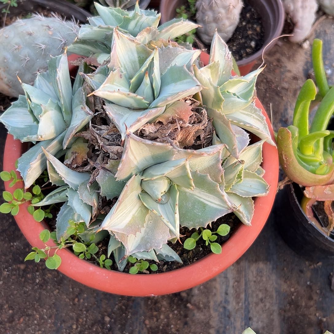 多肉植物雷神中班