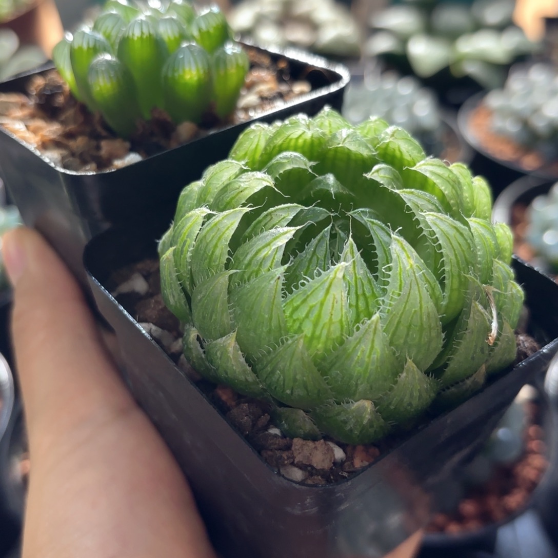 两颗福利品玉露带盆