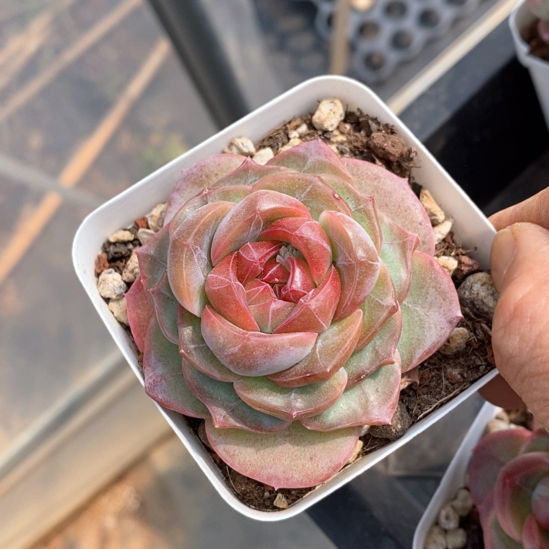 精品多肉一物柏不包整98