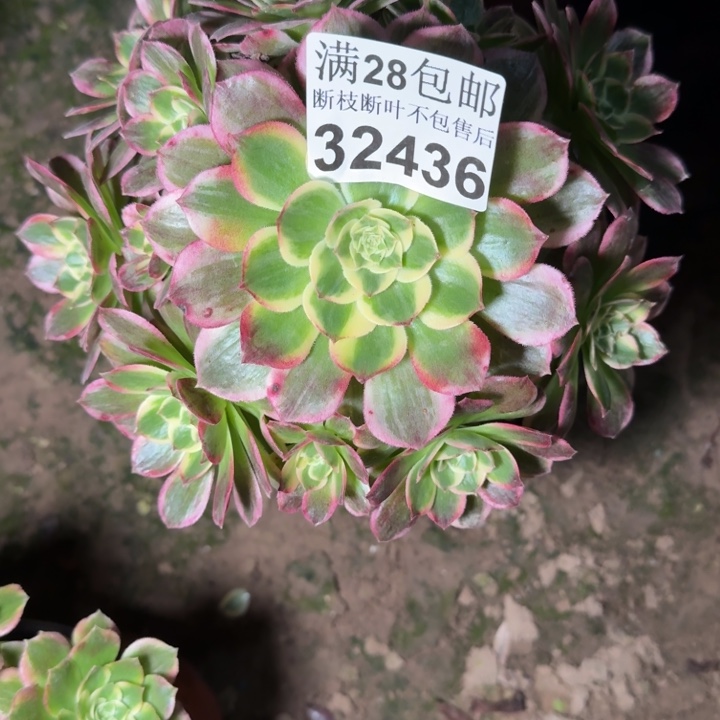 32436海鲜多肉植物