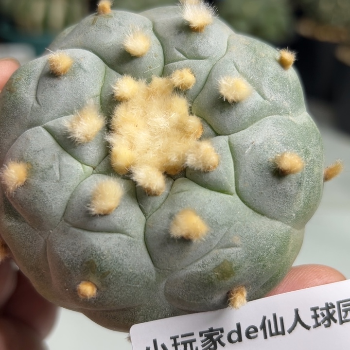 289 直接发货 无根 三月可以上盆