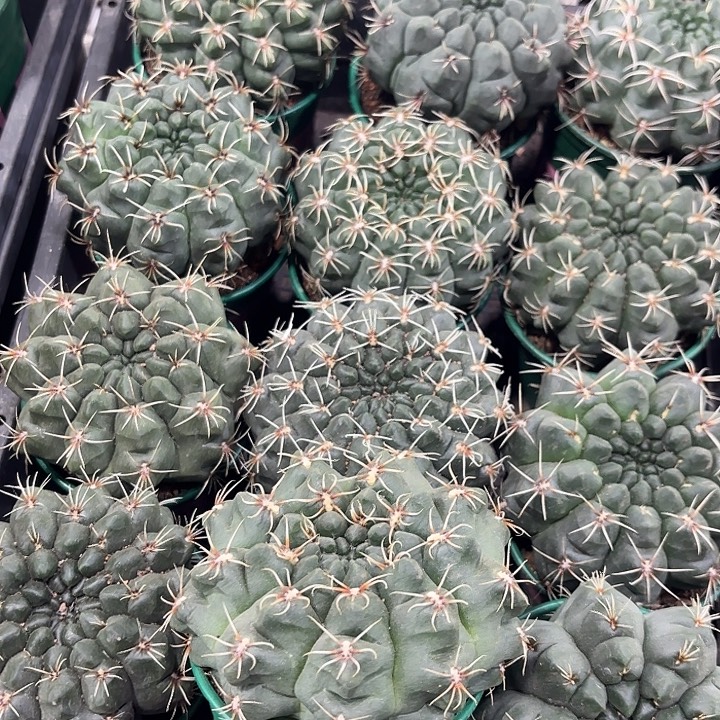 绯花玉加仑盆随机一盆