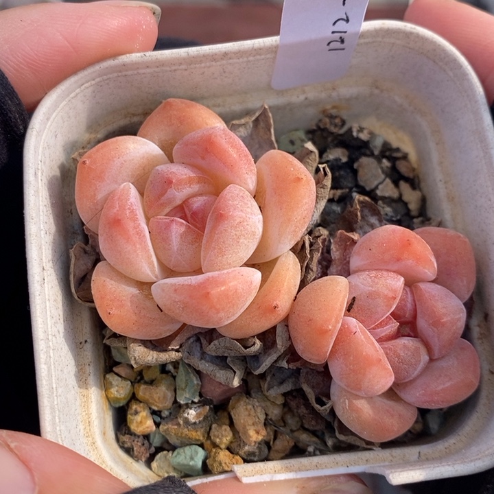 1212-509，冰玉杂2个散